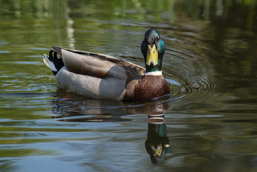 Male Mallard Duck Swimming in Calm Pond Water