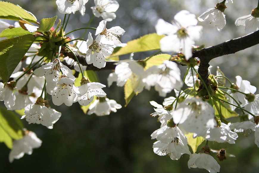 White cherry blossoms on a branch with green leaves