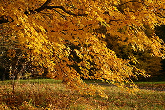 Golden autumn maple tree with vibrant yellow leaves