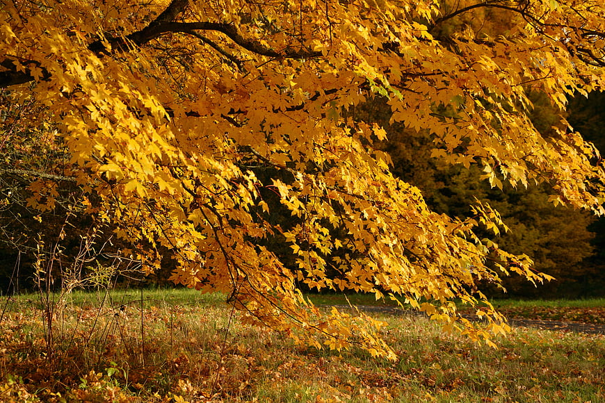 Golden autumn maple tree with vibrant yellow leaves