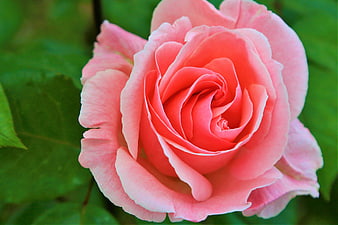 Close-up of a vibrant pink rose with green leaves