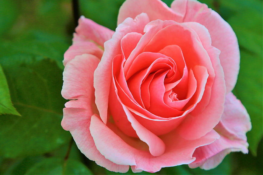 Close-up of a vibrant pink rose with green leaves
