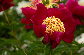Vibrant Red Peony with Yellow Center Close Up