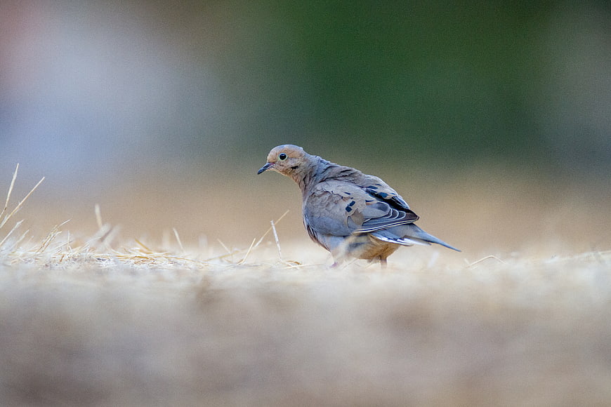Mourning Dove Standing in Dry Grass Field