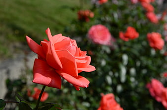 Vibrant Coral Rose Bloom in Sunlit Garden