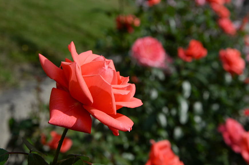 Vibrant Coral Rose Bloom in Sunlit Garden