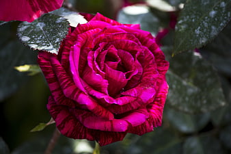 Vibrant Magenta Rose with Striped Petals Close Up