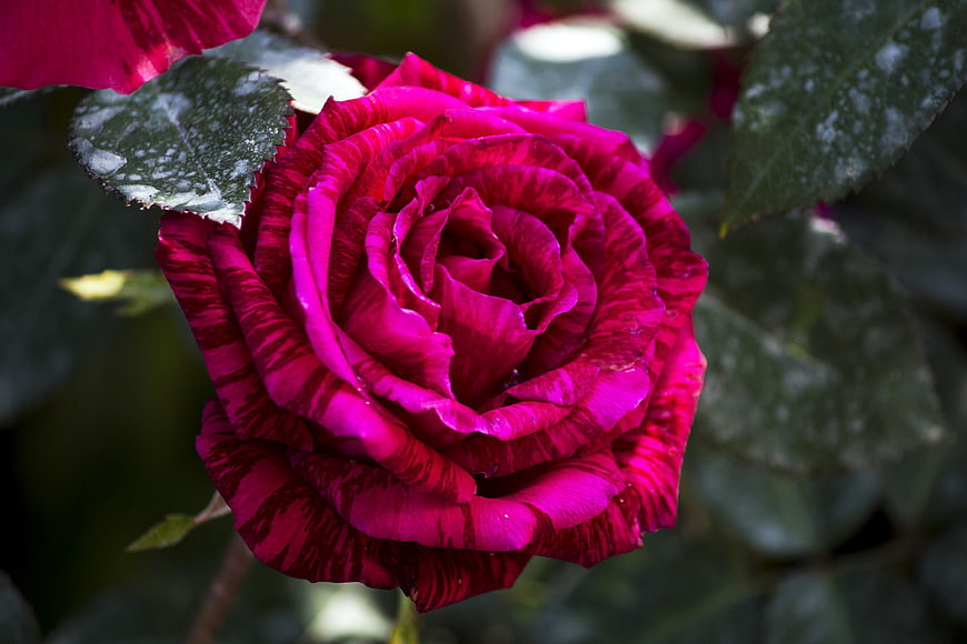 Vibrant Magenta Rose with Striped Petals Close Up