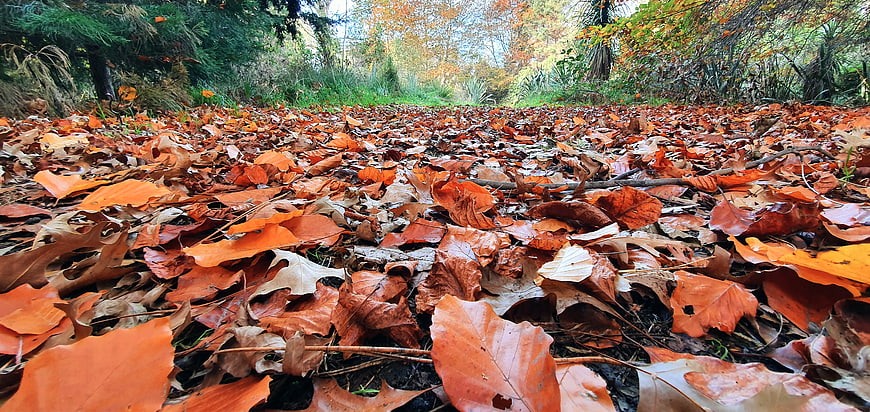 Low Angle View of Orange Autumn Leaves on Forest Floor