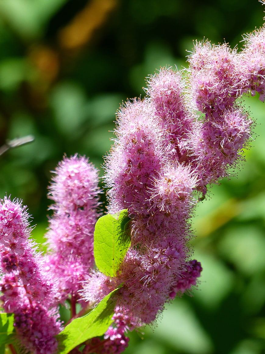 Close-up of pink spirea flowers in summer sunlight
