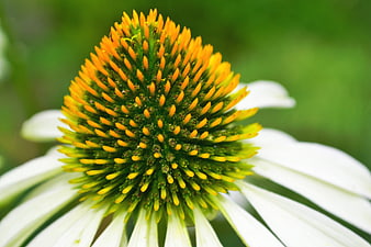 Close-up of white coneflower with yellow center