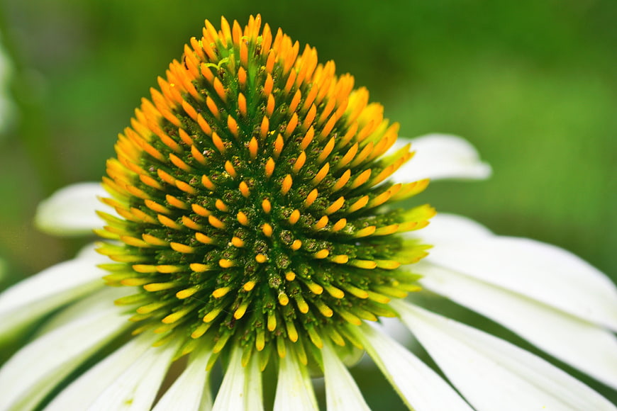 Close-up of white coneflower with yellow center