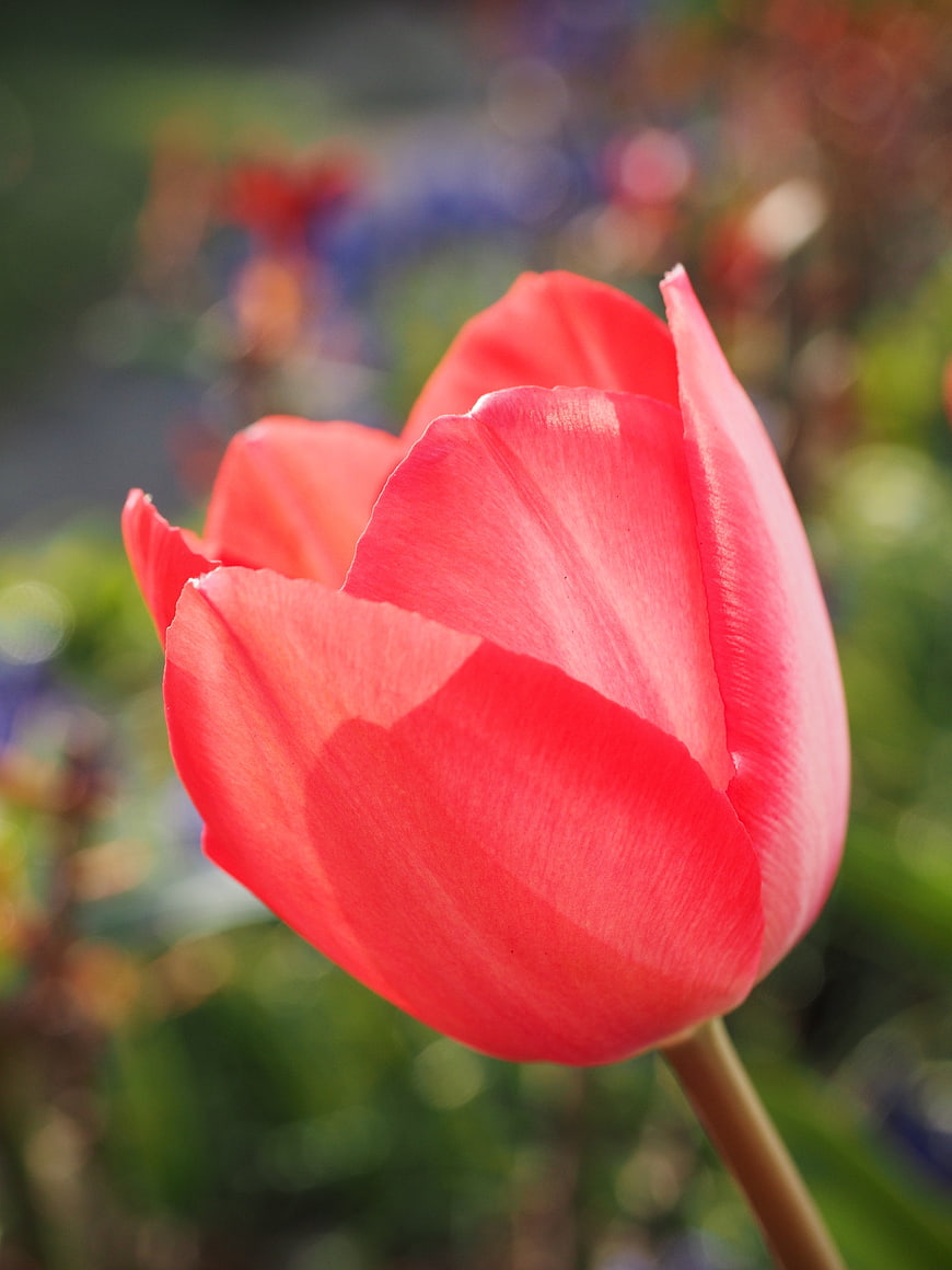 Close-up of a vibrant red tulip in a garden