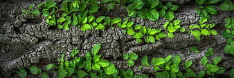 Green Vines Growing on Rough Tree Bark Texture