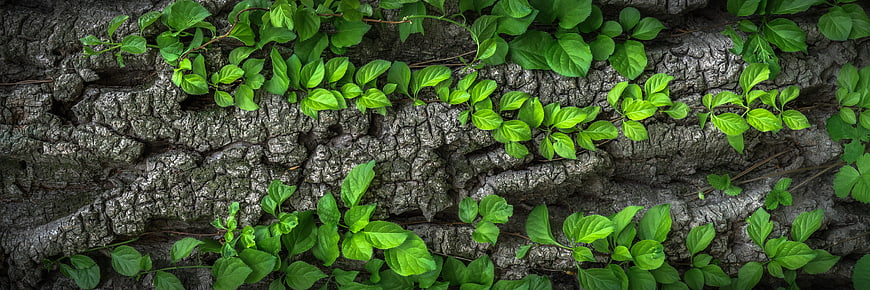 Green Vines Growing on Rough Tree Bark Texture