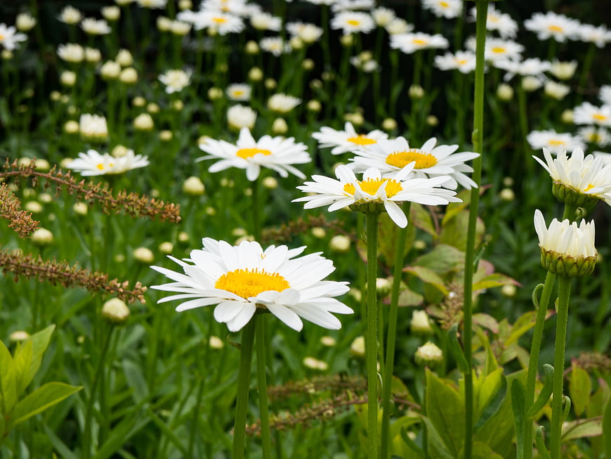 White Daisies with Yellow Centers in Green Garden