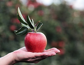 Hand holding fresh red apple in orchard