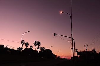 Silhouette of Palm Trees and Streetlights Against Purple Sunset Sky