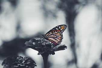Monarch Butterfly on Flower with Selective Color