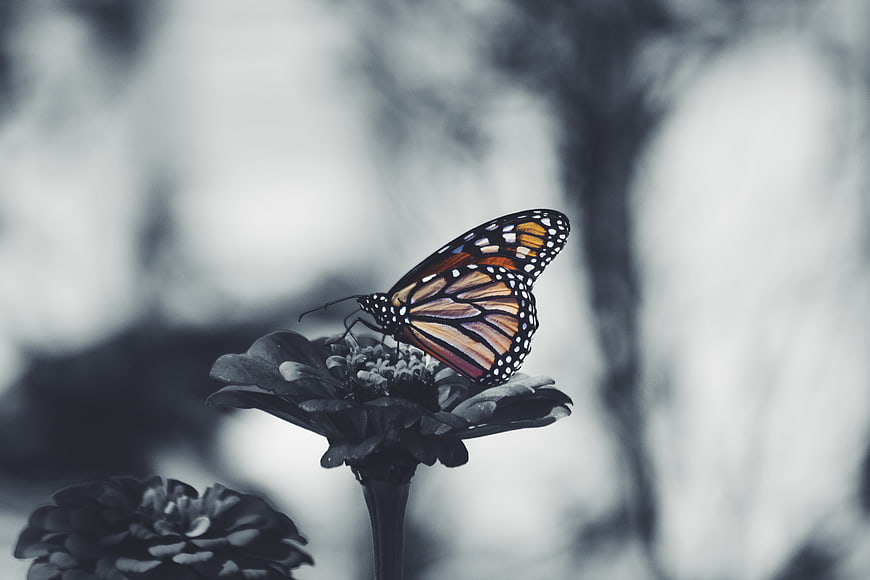 Monarch Butterfly on Flower with Selective Color