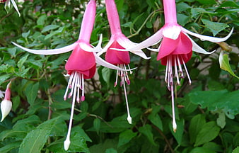 Close-up of pink and white fuchsia flowers hanging in a garden