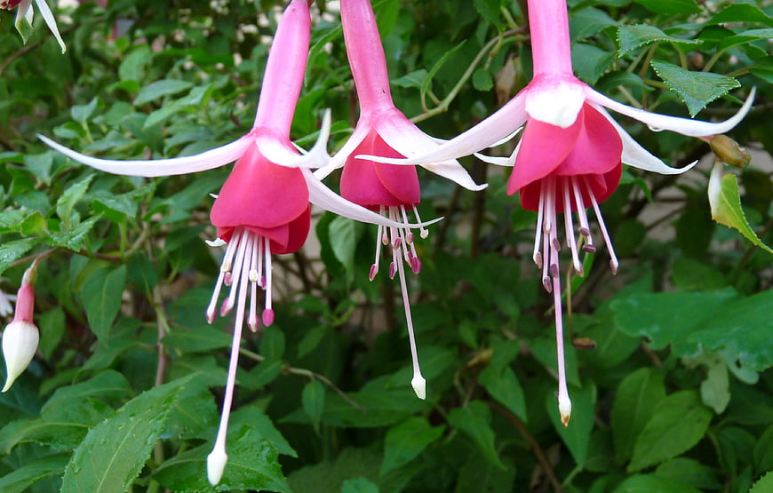 Close-up of pink and white fuchsia flowers hanging in a garden