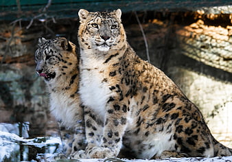 Two Snow Leopards Sitting Together in Snowy Habitat