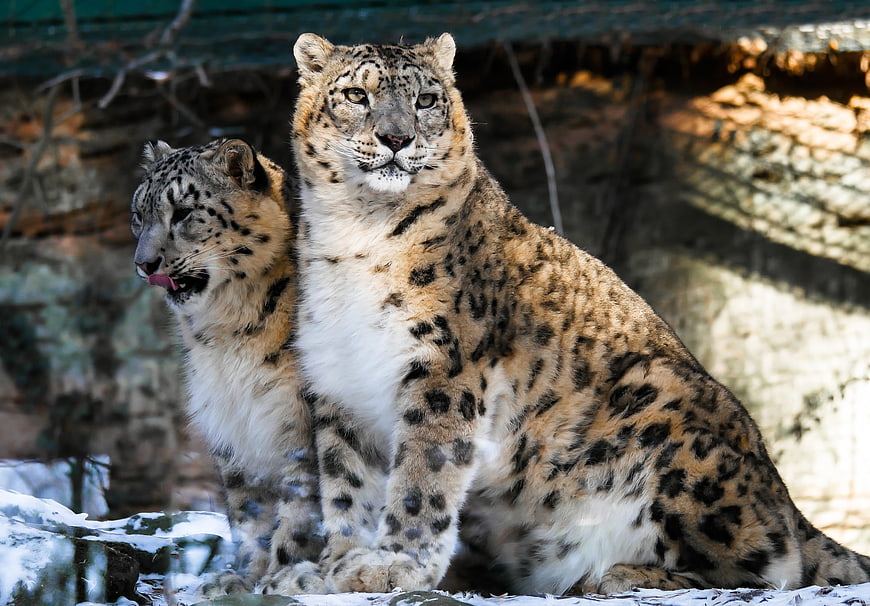 Two Snow Leopards Sitting Together in Snowy Habitat