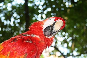 Close-up of a red macaw parrot with open beak against green bokeh