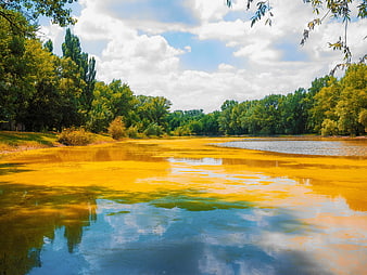 Polluted river with yellow algae bloom and green trees
