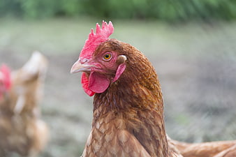 Close-up portrait of a brown hen with red comb