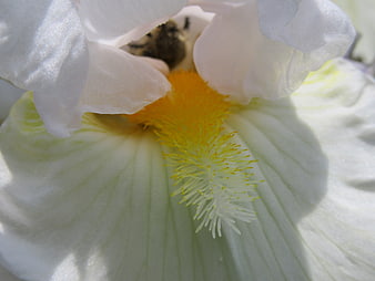 Close-up of a bee pollinating a white flower with yellow center