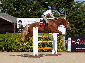 Equestrian show jumping horse and rider in action