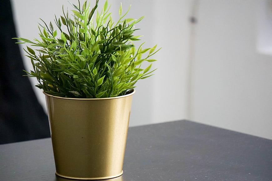 Green plant in gold pot on dark table