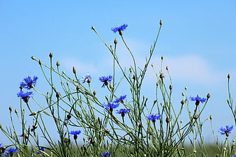 Blue Cornflowers Blooming Against a Clear Sky
