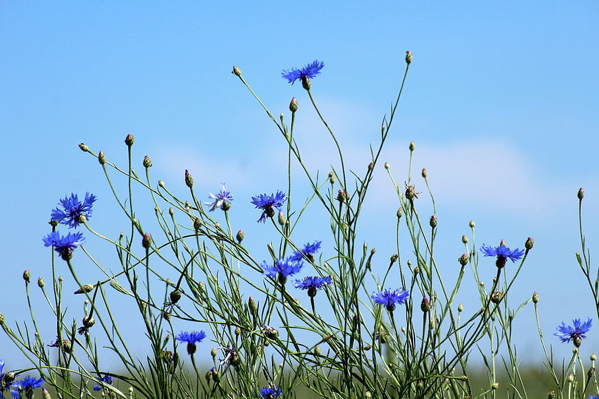 Blue Cornflowers Blooming Against a Clear Sky