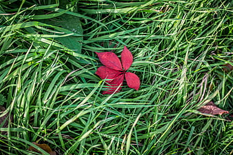 Red autumn leaf resting on green grass