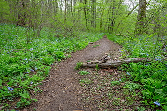 Forest Trail with Blue Wildflowers in Spring