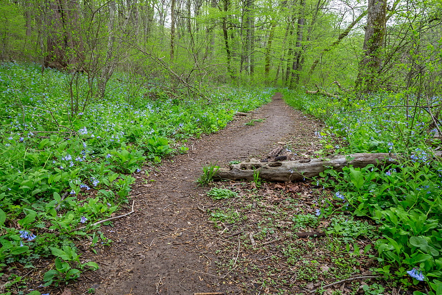 Forest Trail with Blue Wildflowers in Spring