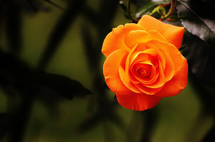 Vibrant Orange Rose Close-Up with Dark Green Background