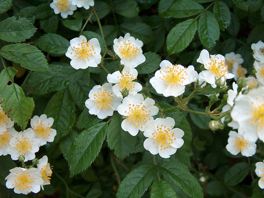 White Wild Roses with Yellow Stamens in Green Garden
