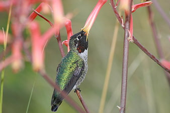 Male Black-chinned Hummingbird Feeding on Red Flower