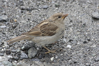 Close-up of a female house sparrow on gravel ground