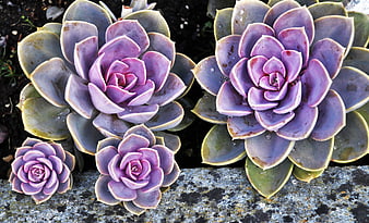 Purple Echeveria Succulents Growing On Rocky Surface