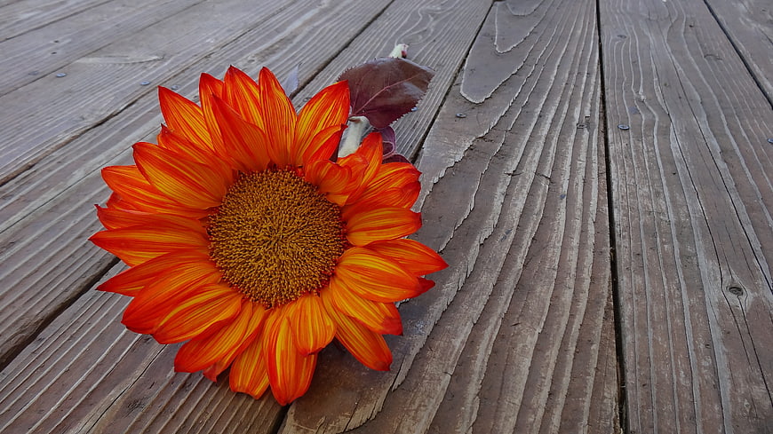 Vibrant Orange Sunflower on Weathered Wooden Deck