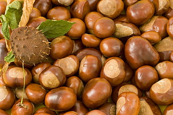 Fresh roasted chestnuts with spiky burr and green leaves