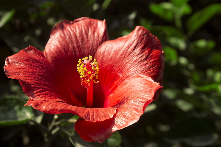 Vibrant Red Hibiscus Flower Close-Up with Yellow Stamen
