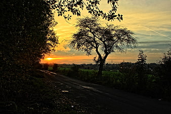 Silhouette of tree on country road at golden sunset