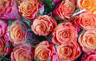 Vibrant Orange and Pink Roses in Bouquet