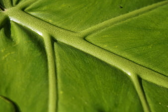 Close-up of vibrant green leaf veins and texture